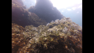 Dutch Mermaid pictures