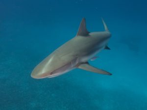 Shark in the Bahamas