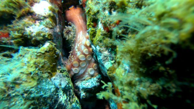 Octopus hiding in the cracks