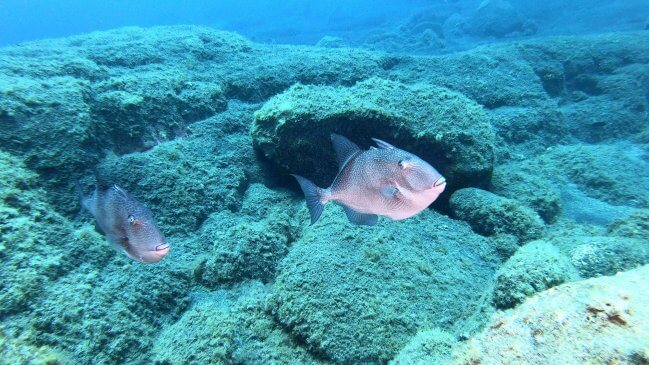 Grey Triggerfish Scuba Diving